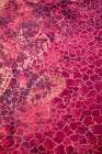 Africa-Tanzania-Aerial view of patterns of red algae and salt formations in shallow salt waters Art Print